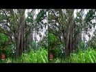 3D Video Old Tree 100 Years Hawaii Nature Scene - 3D Video Everyday N°234