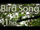 11 Hours- Bird Song  - Sounds of Nature 3 of 59 - Pure Nature Sounds