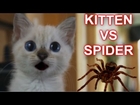Kitten Vs Spider - #HappyHalloween
