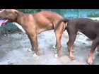 Accoppiamento Tyson e Krishna 17 18 19 Giugno 2013 Dogs Mating ~