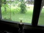 Dog meets Oriole