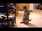 Cats Confused by DVD Drives Compilation