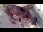 Stray Dog Rescued - Name : Onion