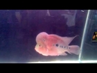 Rare Flowerhorn Fish Big Head - Very aggressive