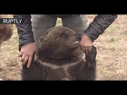 Meanwhile in Russia: Mansur the bear lives at an airfield