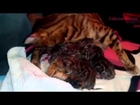 Mother Cat Hugs Baby Kitten | Bengal Cat With 4 Her Kittens
