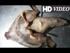 Mutant 'fish' with a nose, feet, tail and WINGS baffles Caribbean island