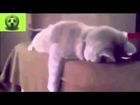 Rire   funny pranks   Epic Funny Cats   Ultimate Funny Cats   New Funny Video