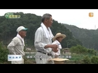 【2014.08.03】土地篇(4)-無毒農法奏效 送子鳥重返生態 -udn tv