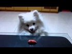 Funny Cute Animal Videos on Youtube - Talking Animal Videos