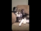 Husky grooms cat, Pomeranian humps pillow