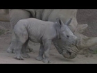 Baby Rhino Born Thanks To Science