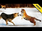 Tiger Attack Animal Planet | Tiger Attack on Animals | Tiger Attack Documentary 2016