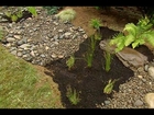 How to Build a Rain Garden - This Old House