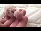 100,000+ VIEWS! New born baby budgie (budgerigar, parrot) chick 1 to 30 day growth stages