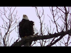 American Bald Eagle  Photography Nature ! Midwest