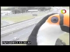 Toucan shows off for the camera in Brazil