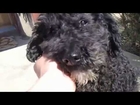 Pure Black Color Cutest Top Quality Poodle Pet Dog For Sale In Canada