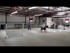 Denton, Dallas / Fort Worth Dog Training - Murphy training Utility (UD)