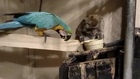 Naughty Monkey Steals Parrot's Food