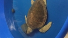 Sea Turtle Rescue Hospital