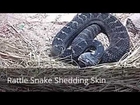 Rattlesnake Sound, Rattlesnake Shedding Skin, Snake Hissing