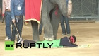 Thailand: Heavy petting! Tourists massaged by ELEPHANTS