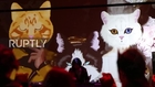 Japan: Purr-fect night out - cat lovers attend party dedicated to feline friends