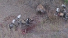 Epic Battle: Wild Dogs vs Hyenas. Blood is spilled on both sides.