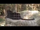 The Truth About Big Cat Rescue's Black Leopard