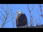 American Bald Eagle Photography Nature ! Midwest