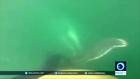 Footage: Family rescues humpback whale caught in fishing net