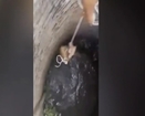 BRAVE DOG SAVED WITH A ROPE AFTER FALING DOWN A WELL