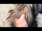 LnF Dog Rescue's Rescued Yorkie Lucky!