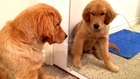 Puppy High Fives Himself in the Mirror