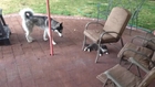 Small Cat Chases Big Husky Dog