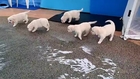 How about some puppies swimming for the first time?