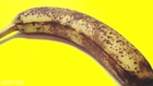 bam sandwich - episode 5: this banana