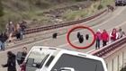 Watch ! Black Bears Chase Tourists in Yellowstone National Park, May 10, 2015