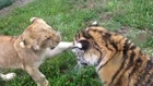 TIGER vs LION.. REAL FIGHT VIDEO!