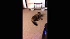 My cat golden video