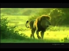 Buffalo vs Lions amazing !!! Documentary Animal and Nature
