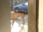 tiny dog humps big dog