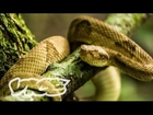 Snake Island (Documentary Trailer)