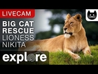 Lioness Nikita - Big Cat Rescue powered by EXPLORE.org