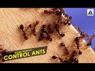Control Ants - Natural Way | Best Health And Food Tips | Education
