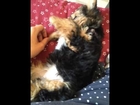 マッサージを受けるヨークシャーテリア Yorkshire Terrier to receive a massage