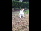 English Bulldog puppy's reaction to seeing rain for the very first time