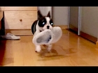 French Bulldog Pixel is Obsessed with Stealing Slippers