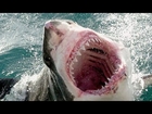 Great White Shark - The most Terrifying Predator - Education Documentary